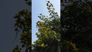 Senna Spectabilis treeflowersyoutubeshorts [upl. by Yrevi]