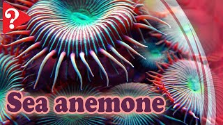 Discover the Amazing Secrets of Sea Anemones [upl. by Lanam499]