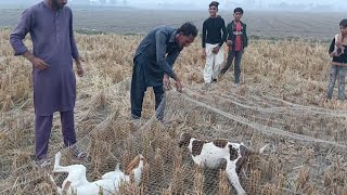 Quail netting with pointer dog 221024 [upl. by Einavoj]