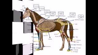 Osteología de un equino con Dheikson Bergmann [upl. by Burnard]