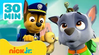 PAW Patrol  Tiere im Wachturm  30 Minuten  Nick Jr Deutschland [upl. by Xenia498]