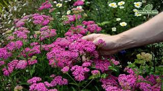 Achillea millefolium Introductions  Perfect Perennials  Kernock Park Plants 2021 Introductions [upl. by Lenaj924]