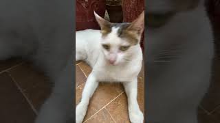 la maritza sylvie vartan meow video funny cat videos [upl. by Lenna664]