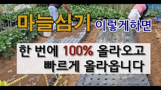 마늘심기 이렇게 하면 한 번에 100 올라오고 빠르게 올라옵니다 한지형 마늘 심기 마늘 한번에 올라오는 방법 한지형 마늘 심는 시기 [upl. by Gariepy882]