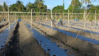 Update sa bagong tanim na kamates 🍅 [upl. by Cowen]