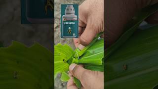 Pi Pressedo insecticide short video status agriculture status [upl. by Etam597]