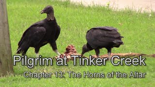 Pilgrim at Tinker Creek chapter 13 discussion [upl. by Lotta]