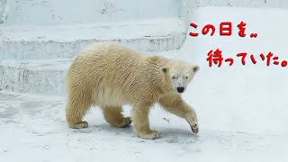 ホウちゃん反抗期？イッちゃんの頭をひっぱたく 🐾 天王寺動物園（ホッキョクグマ・シロクマ） [upl. by Linden75]