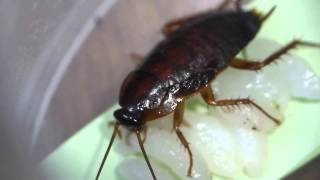 Japanese Cockroach Nymph Eats Rice ヤマトゴキブリ終齢幼虫が米飯を摂食 [upl. by Oster]