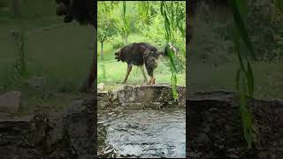 Giant Happy Pooch Loses His Mind PostBath bigdog happydog shorts [upl. by Ylac323]