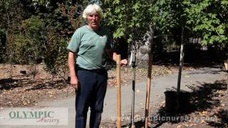 How to Stake a Tree [upl. by Colleen]