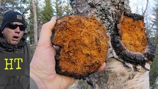 Maintaining Chaga Harvests  Myth v Reality [upl. by Lanie]