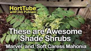 These are Awesome Shade Shrubs  Marvel and Soft Caress Mahonia [upl. by Eelreveb]