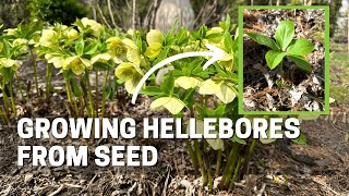 How I Grow Hellebores from Seed  Spring is the Perfect Time to Find Seedlings [upl. by Refitsirhc]