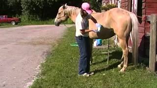 Sheath cleaning tips on horses [upl. by Zanze732]