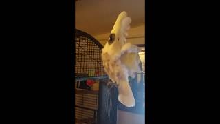 Pearl the Cockatoo Dancing  Can you feel the beat [upl. by Nnylatsirk]