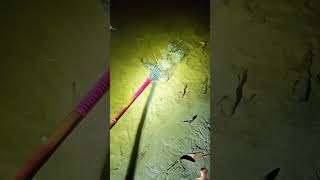 fishing netfish fish netfishing bigfish casting catfish strike viralvideo ytshorts [upl. by Notsruht]