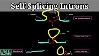 Self Splicing Introns  Group I amp group II introns  RNA Self Splicing  Intron Mediated Splicing [upl. by Waverly]