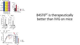 B4ST6FC Glycosyltransferase engineered antibody has better therapeutic results on mice Code 692 [upl. by Cherice949]