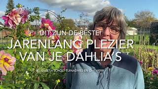 JARENLANG PLEZIER VAN DE BESTE DAHLIA’S zonder muziek [upl. by Gnagflow856]