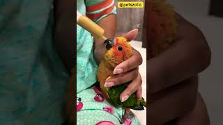 Handfeeding Sun Conure chicks from Wajidexoticpets [upl. by Ytsud]