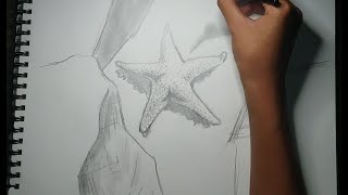 Como dibujar una estrella de mar  How to draw a starfish [upl. by Walcott]