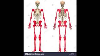 Sistema osteoarticular [upl. by Berglund]