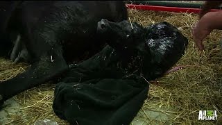 Eliza the Cow Gives Birth to Calf Ross  LaborLive [upl. by Seleta]