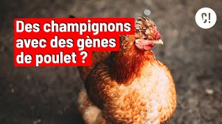 En cherchant des champignons ils ont trouvé… des gènes de poulet 🤯 [upl. by Aihsercal]