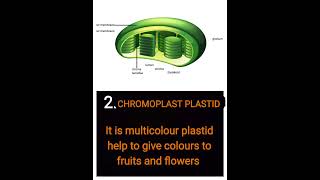 What is Plastids shorts science class9th viral [upl. by Odom]