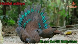 Karau atau Kuau Kerdil Sumatra di alam bebas [upl. by Stanislaw810]