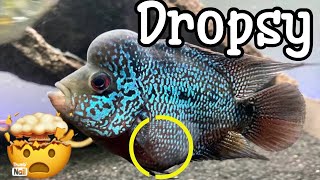 How to treat dropsy disease to ur flowerhorn In Telugu  stomach bulge nitishvlogsTELUGU [upl. by Sivram]