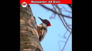 Woodpecker এর Brain কেন ফেটে যায় না shorts birds [upl. by Zachariah]