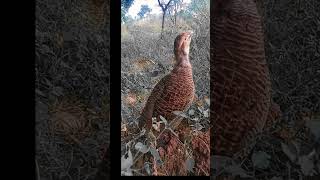 dakhini teetar birds ke voice viralvideo shortsvideo shortshorts shorts shortvideo shortvideos [upl. by Naitirb997]