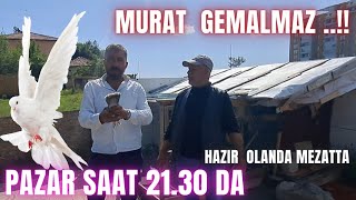 MURAT GEMALMAZ HAZIR KUŞLAR PAZAR 2130 DA CANLI güvercin oyunkuşu mezat [upl. by Eniledgam824]