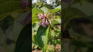 Syringa x Prestoniae quotHiawathaquot lilac hiking nature hiawatha preston [upl. by Akkimat]