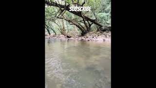 Devarakolly river God fish  Environment Madikeri kodagu [upl. by Zampardi101]