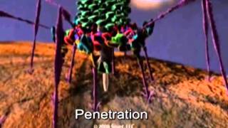 Infection by a bacteriophage T4 [upl. by Alan]