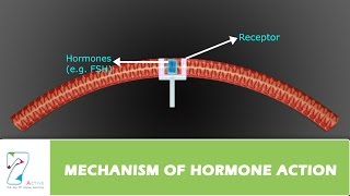 MECHANISM OF HORMONE ACTION [upl. by Schreibe316]