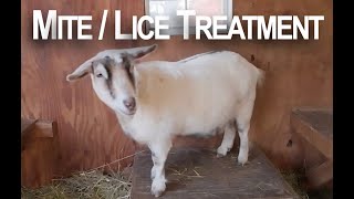 Chemical free mite  lice treatment for the goats [upl. by Franckot]