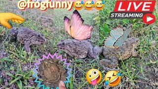 🤏🐸Boing Boing web catching frogs🤏🐸flying amp Jumping Part 9 frog foryou funny catching fun [upl. by Nonnelg239]