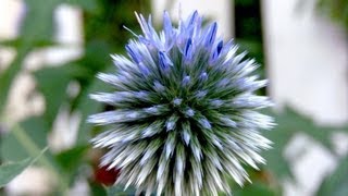 How to grow Globe Thistle  Gardening 101 by Dr Greenthumb [upl. by Nart]