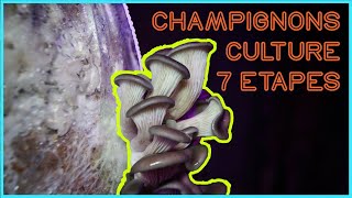 🍄 Les 7 ÉTAPES de la CULTURE du CHAMPIGNON [upl. by Khajeh]