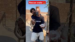 Snakes  Latest news snake shortvideo shorts rescue [upl. by Edas218]