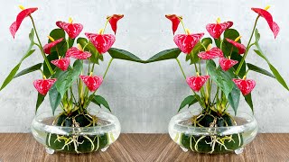 Superflowering Red Anthurium Grow in water with simple method [upl. by Moulton]