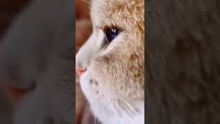 Cat youtubeshorts viralvideo trending catlover [upl. by Borchert]