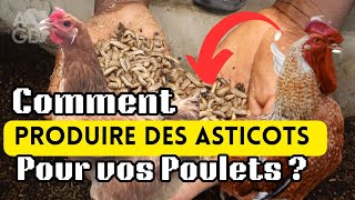 Comment Produire des Asticots pour vos Poulets facilement [upl. by Saba]