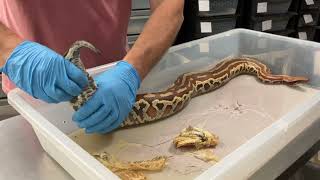 An important and GRAPHIC video about snake impaction [upl. by Kelcie]