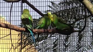 The Budgerigar Bird Australia [upl. by Atenaz870]