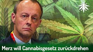 Merz will Cannabisgesetz zurückdrehen  DHVNews  430 [upl. by Erreip]